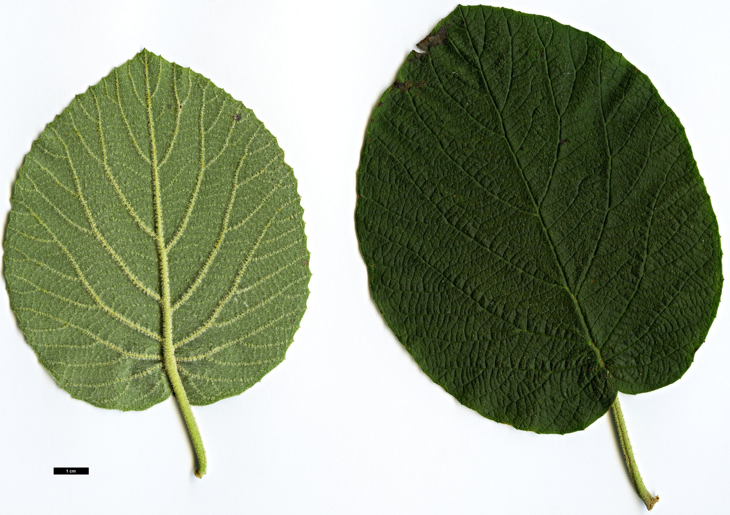 High resolution image: Family: Adoxaceae - Genus: Viburnum - Taxon: glomeratum - SpeciesSub: subsp. magnificum